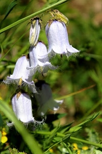 verde, fiori, campanule, erba, macro, steli, foglie, campane, giallo, natura, bianco