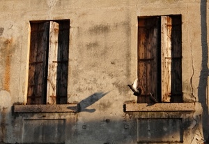 finestre, legno, due, imposte, casa, muro, davanzali, ruggine, ombre, ombra, abbandono, rudere, uccelli, parete