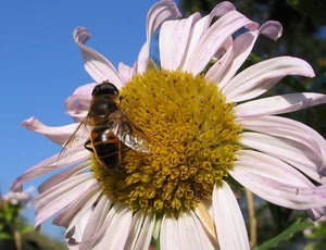 ape, fiore, petali, giallo, corolla, rosa, ali