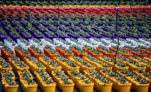vasi, colori, piante, piantine, giallo, viola, vivaio, fiori