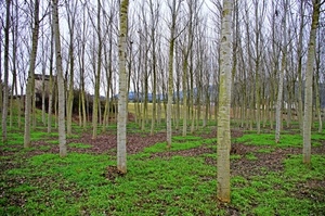 alberi, verde, rami, tronchi, bosco, erba, foglie, paesaggio, spogli, cielo