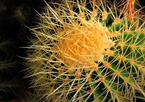 pianta, spine, grassa, verde, giallo, aculei, succulente