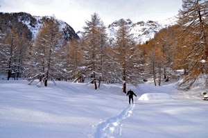 neve, alberi, sciatore, montagna, bianco, montagne, inverno, impronte, scia, bosco, orme, sciare
