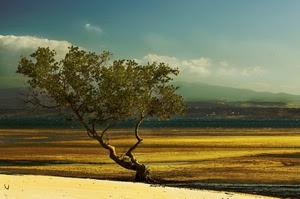 albero, cielo, nuvole, giallo, rami, foglie, campo, verde, panorama, paesaggio, campi, orizzonte, celeste, pianura