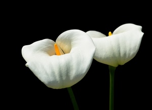 fiori, due, bianco, calle, pistillo, nero, giallo, bianchi, steli
