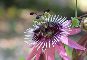 fiore, petali, rosa, viola, pistilli, macro, passiflora, verde, fiori