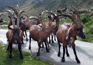 corna, montagna, strada, capre, animali, campanacci, zampe, campanaccio