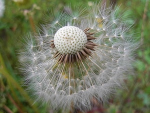 bianco, fiore, soffione, semi, macro, verde, sfera, sfocato