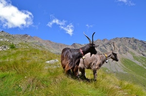 capre, corna, montagna, erba, nuvole, due, montagne, prato, verde, campanacci, cielo, animali