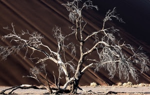 rami, secco, albero, marrone, terra, arido, spoglio, siccità, bianco