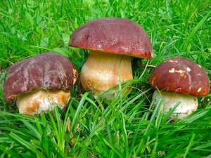 funghi, marrone, erba, verde, porcini, tre, prato, gambi, fili, cappelle, bianco, gambo