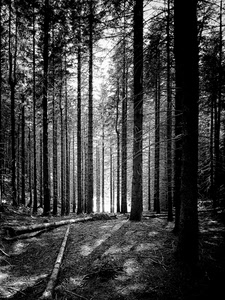 alberi, bosco, tronchi, bianconero, ombre, rami, radura, luce