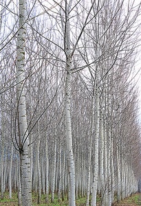 rami, alberi, pioppi, bianco, spogli, filari, inverno, betulle, bosco