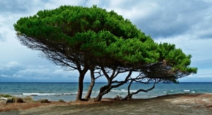 mare, verde, cielo, onde, alberi, pini, nuvole, acqua, pino, spiaggia, marittimo, azzurro