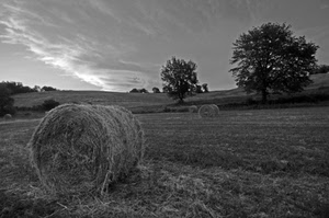 campo, fieno, alberi, bianconero, campagna, balle, balla, nuvole, covoni, paglia, albero, covone
