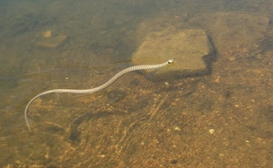 acqua, serpente, biscia, rettile, trasparenza, rocce, animale, sasso, scoglio, bianco, nuotare, pietra