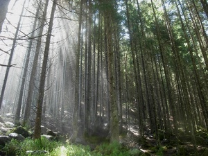 alberi, bosco, verde, raggi, tronchi, sole, rami, luce, erba, conifere, pini, abeti, foresta, massi, piante, foschia
