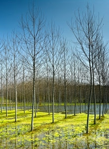 rami, alberi, acqua, verde, cielo, riflesso, spogli, tronchi, bosco, natura, pioppeto, azzurro, riflessi, pioppi