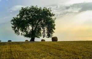 albero, cielo, nuvole, verde, balle, fieno, campo, alberi, prato, campagna, covoni, giallo, rami