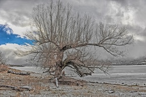 albero, inverno, nuvole, rami, cielo, lago, secco, neve, freddo, spiaggia