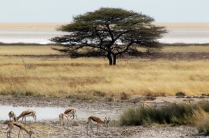 albero, animali, savana, erba, cielo, acqua, gazzelle, africa, verde, natura