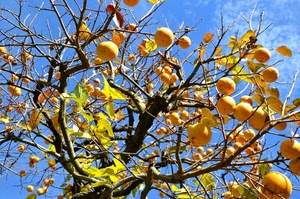 albero, rami, foglie, frutta, cielo, cachi, autunno, frutti, giallo, verde, arancione, colori, azzurro, arancio