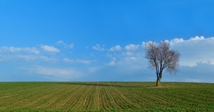 albero, cielo, nuvole, campo, verde, paesaggio, ombra, prato, azzurro