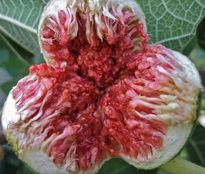 fico, verde, frutto, rosso, foglie, bianco, foglia, polpa, aperto, frutta, semi, macro, venature