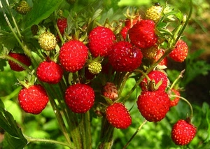 rosso, verde, fragole, frutta, erba, foglie, cibo, frutti