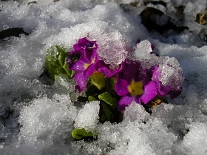 inverno, viola, neve, fiori, ghiaccio, foglie, fiore, primule