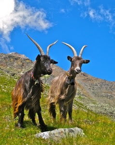 due, corna, montagna, capre, prato, montagne, verde, cielo, stambecchi