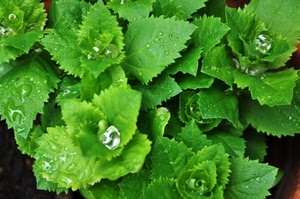 foglie, verde, gocce, pianta, acqua, rugiada, ortensia, macro, verdura