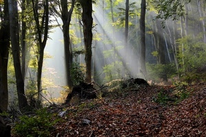 bosco, alberi, foglie, raggi, luce, tronchi, sottobosco, rami, sole, marroni, foresta