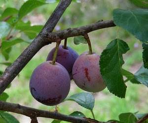 foglie, ramo, prugne, tre, albero, frutta, frutti, susine, viola, verde