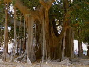 foglie, rami, radici, albero, verde, tronco, alberi, ficus, tronchi, parco, terra