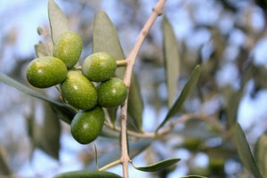 olive, verde, foglie, ramo, macro, sfocato, ulivo, albero, natura, rami, pianta