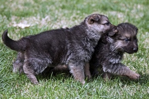 due, cuccioli, cani, erba, prato, cagnolini, verde, animali
