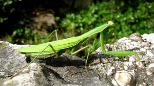 verde, mantide, insetto, zampe, macro, cavalletta, pietre, antenne, religiosa