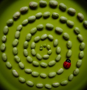 coccinella, spirale, verde, fagioli, rosso, legumi, nero, natura, verdura, bianco