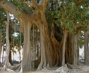 albero, radici, foglie, rami, piante, alberi, tronco, pianta, ficus, verde, tronchi