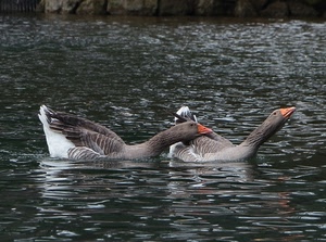 acqua, due, oche, becco, piume, lago, arancione, anatre, animali