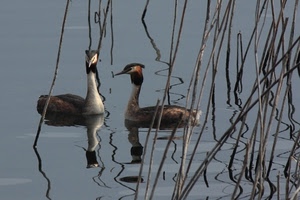 uccelli, due, acqua, canne, riflessi, becco, collo, riflesso, piume, lago, animali, palude, volatili