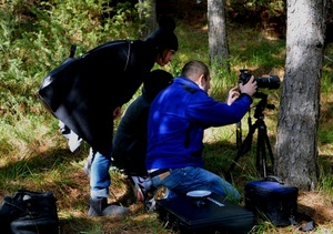 fotografi, alberi, blu, fotografo, tre, tronchi, cavalletto, borse, fotografare, tronco, albero