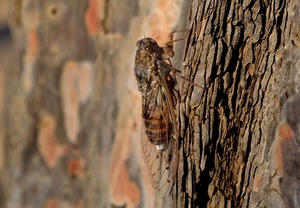 ali, insetto, tronco, albero, zampe, corteccia, legno, sfocato, antenne, animale, occhi, marrone, cicala, macro, trasparenti