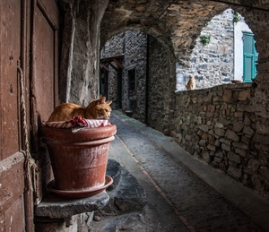 vaso, gatto, vicolo, archi, pietre, arco, porta, gatti
