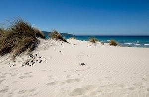 mare, sabbia, cielo, spiaggia, onde, dune, duna, acqua, erba, azzurro, bianco, sassi, orme, pianta