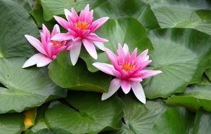 foglie, verde, rosa, fiori, petali, tre, ninfee, giallo, pistilli, piante, verdi, acqua, fucsia, bianco, pianta