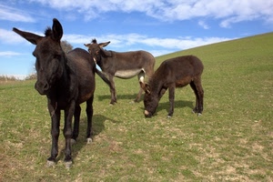 asini, prato, tre, animali, cielo, asinello, verde, muli