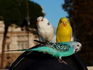 giallo, tre, bianco, pappagalli, uccelli, verde, cocorite, azzurro