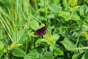 farfalla, verde, foglie, erba, ali, rosso, piante